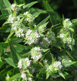 Pycnanthemum muticum Mountain Mint 1