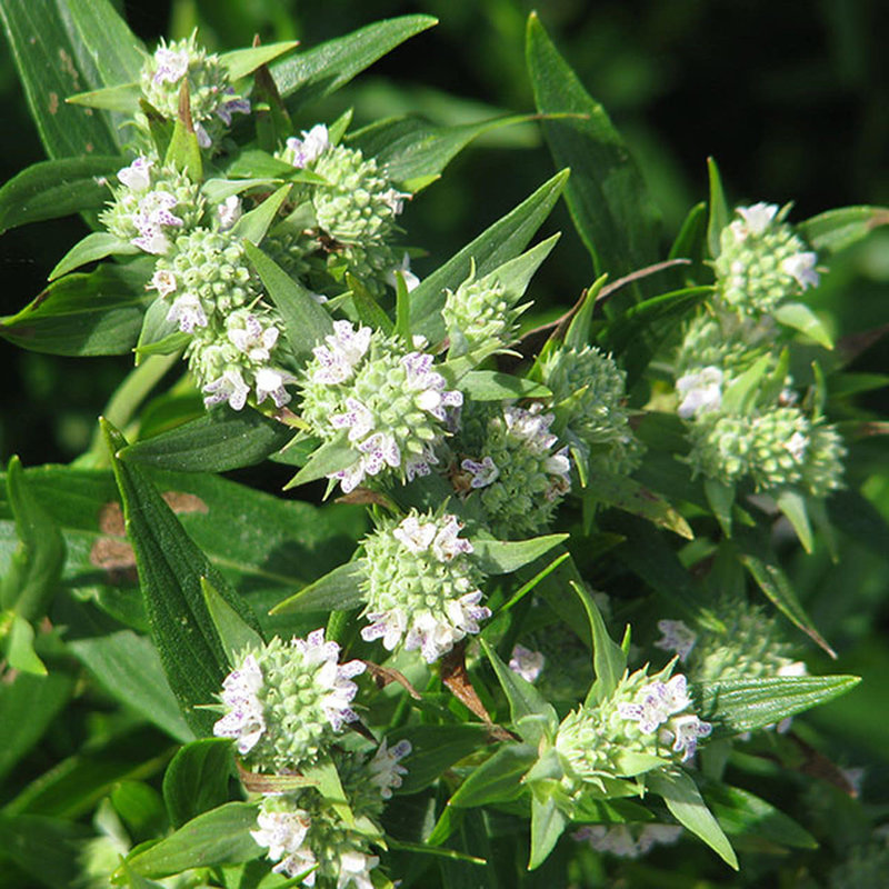 Pycnanthemum muticum Mountain Mint qt