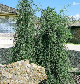 Ilex Yaupon Weeping 7