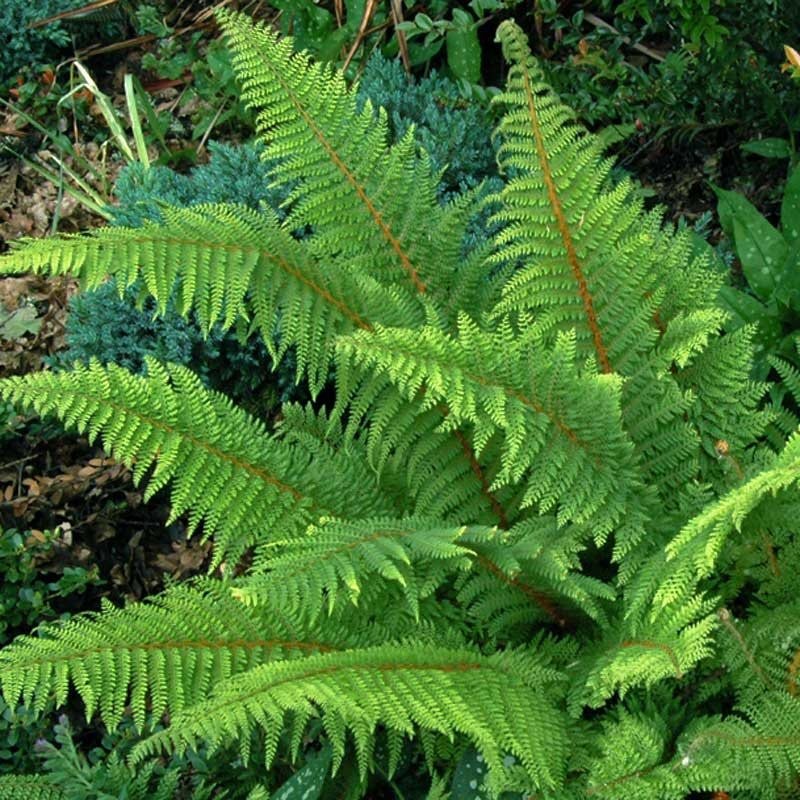 Polystichum Tassel Fern qt