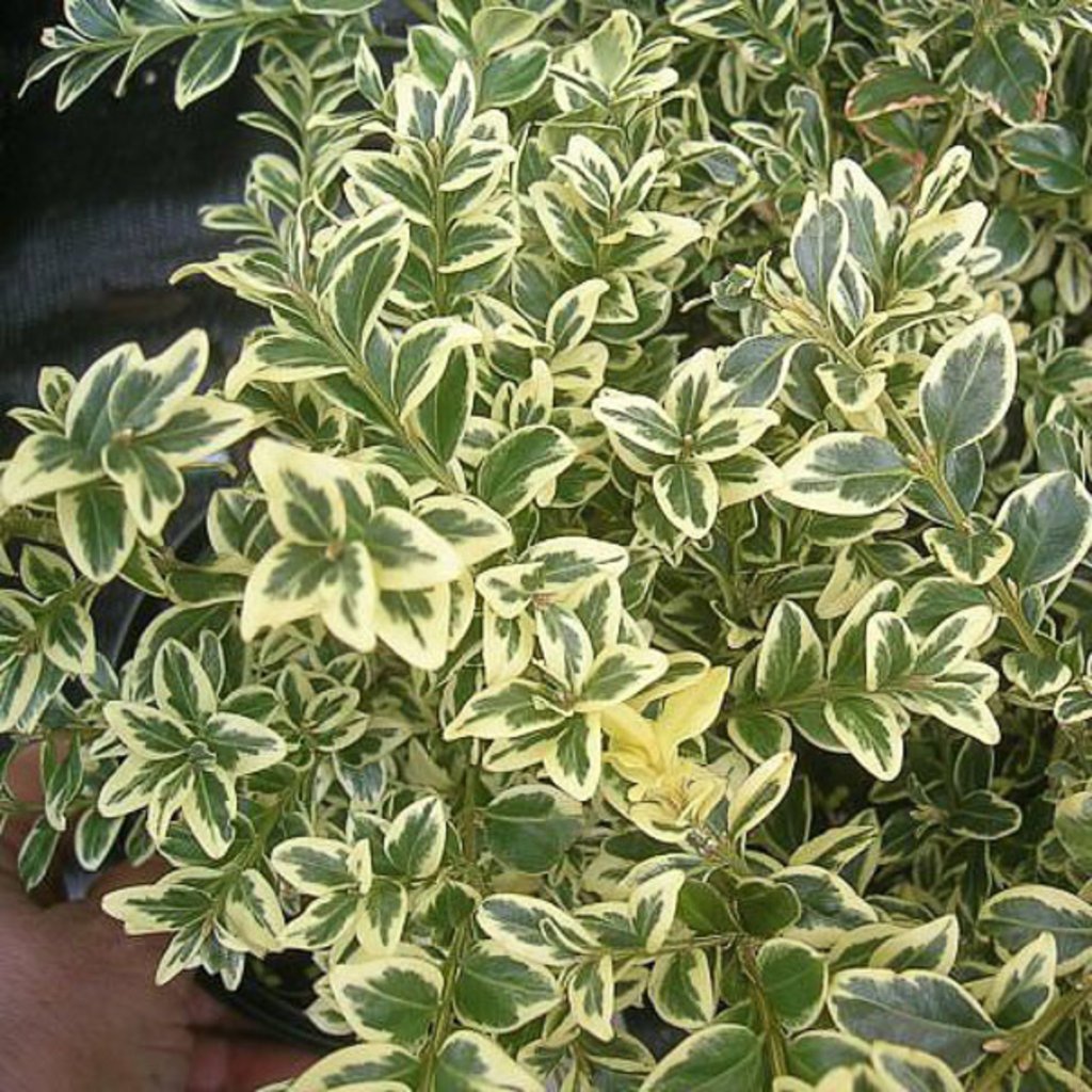 Buxus s Elegantissima Boxwood 3