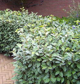 Elaeagnus ebbingei Silverberry 3