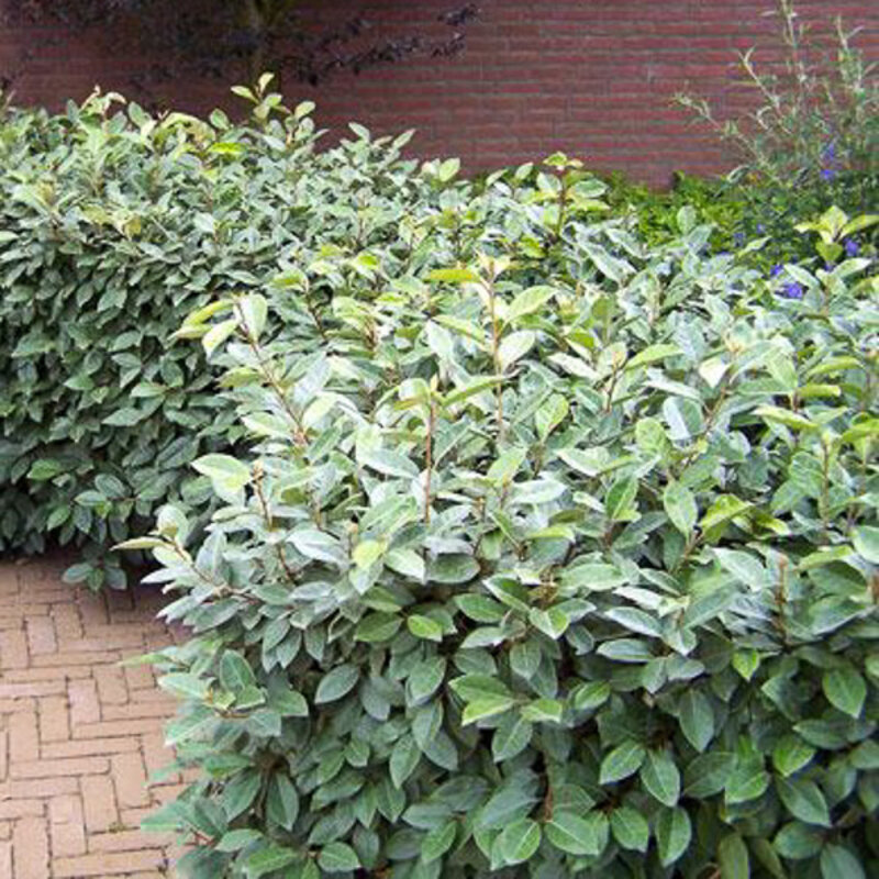 Elaeagnus ebbingei Silverberry 3