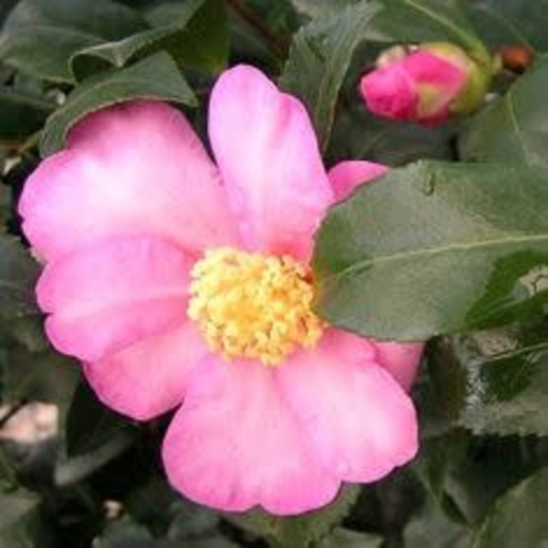 Camellia s Cleopatra (Pink) 3