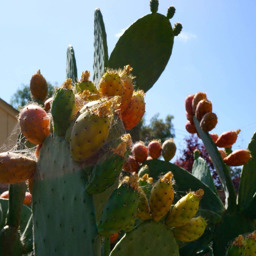 Opuntia Prickly Pear Cactus mum
