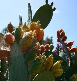 Opuntia Prickly Pear Cactus mum