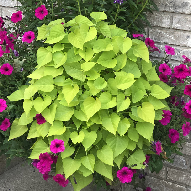 Sweet Potato Vine Green 4.5"