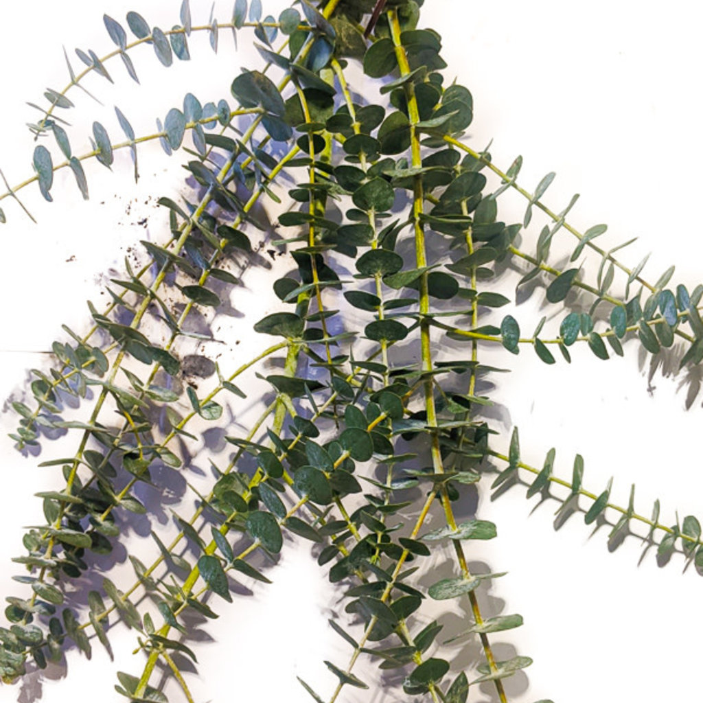 DIY Eucalyptus Shower Bundle Boulevard Flower Gardens