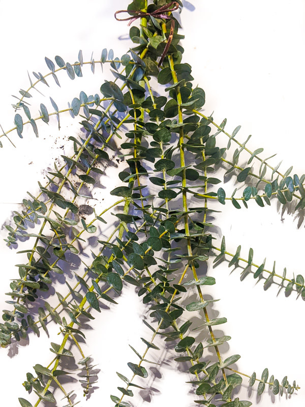 DIY Eucalyptus Shower Bundle Boulevard Flower Gardens