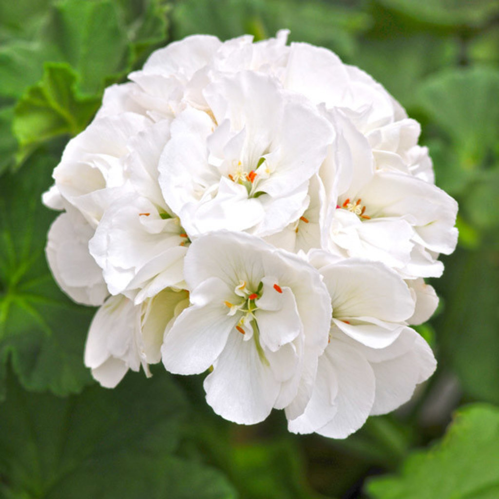 Geranium White 4.5"