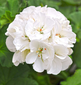 Geranium White 4.5"