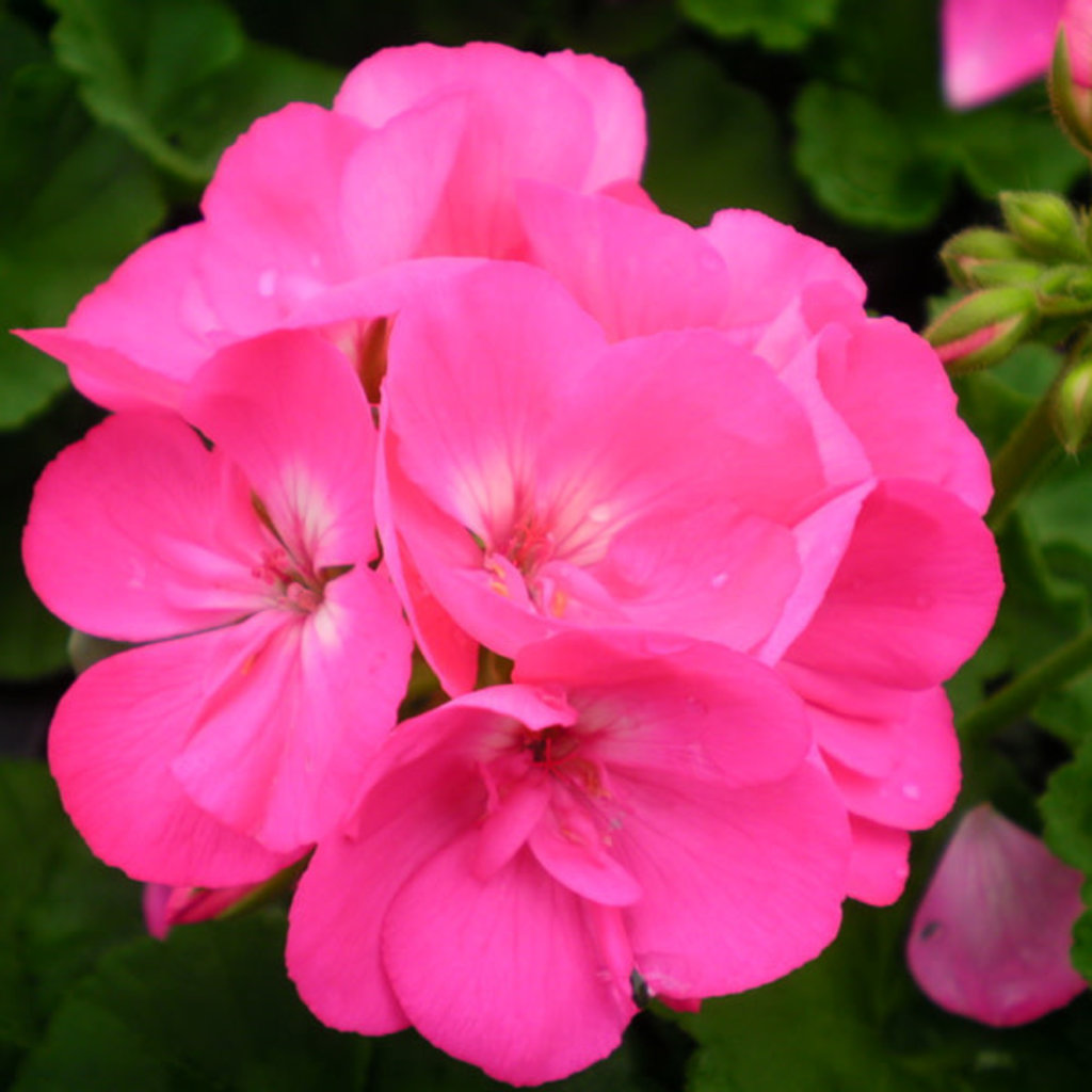 Geranium Bright Pink 4.5"