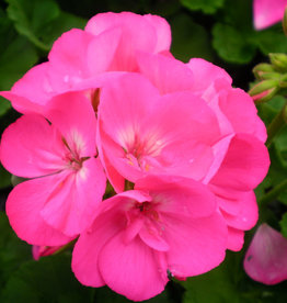 Geranium Bright Pink 4.5"