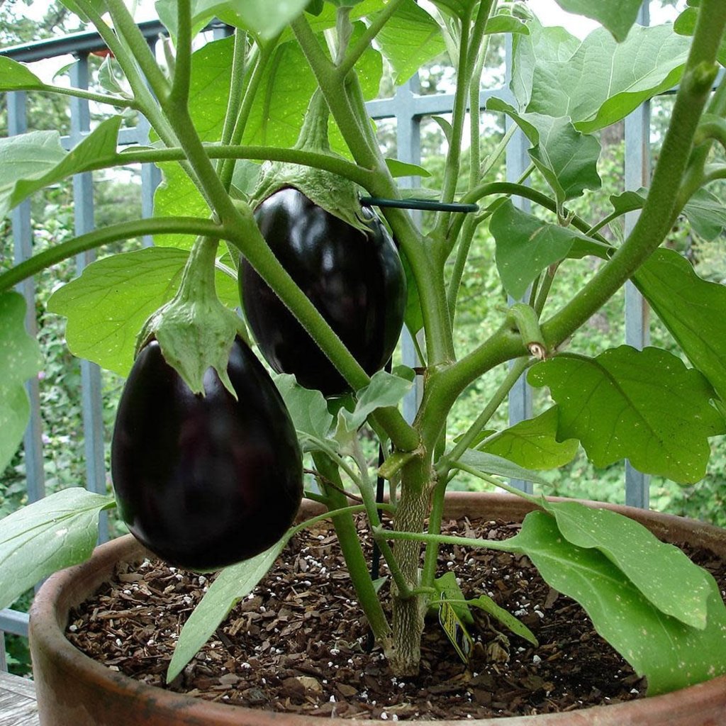 Eggplant Black Beauty 4 Pack