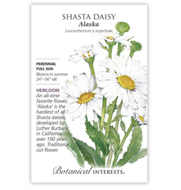 BI Seed, Shasta Daisy Alaska