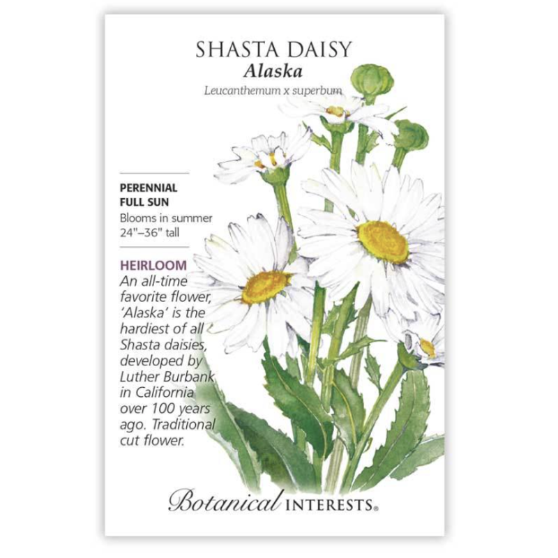 BI Seed, Shasta Daisy Alaska