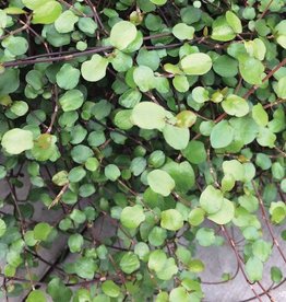 Muehlenbeckia Wire Vine 4"