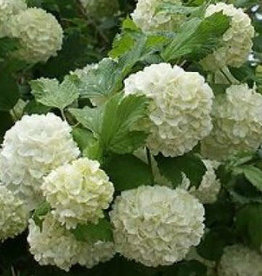 Viburnum Eastern Snowball opulus sterile 3