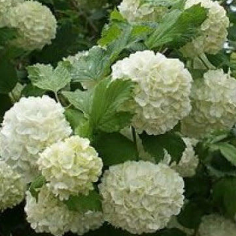 Viburnum Eastern Snowball opulus sterile 3