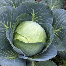 Cabbage Stonehead 4 Pack