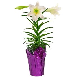 Easter Lily 6.5"
