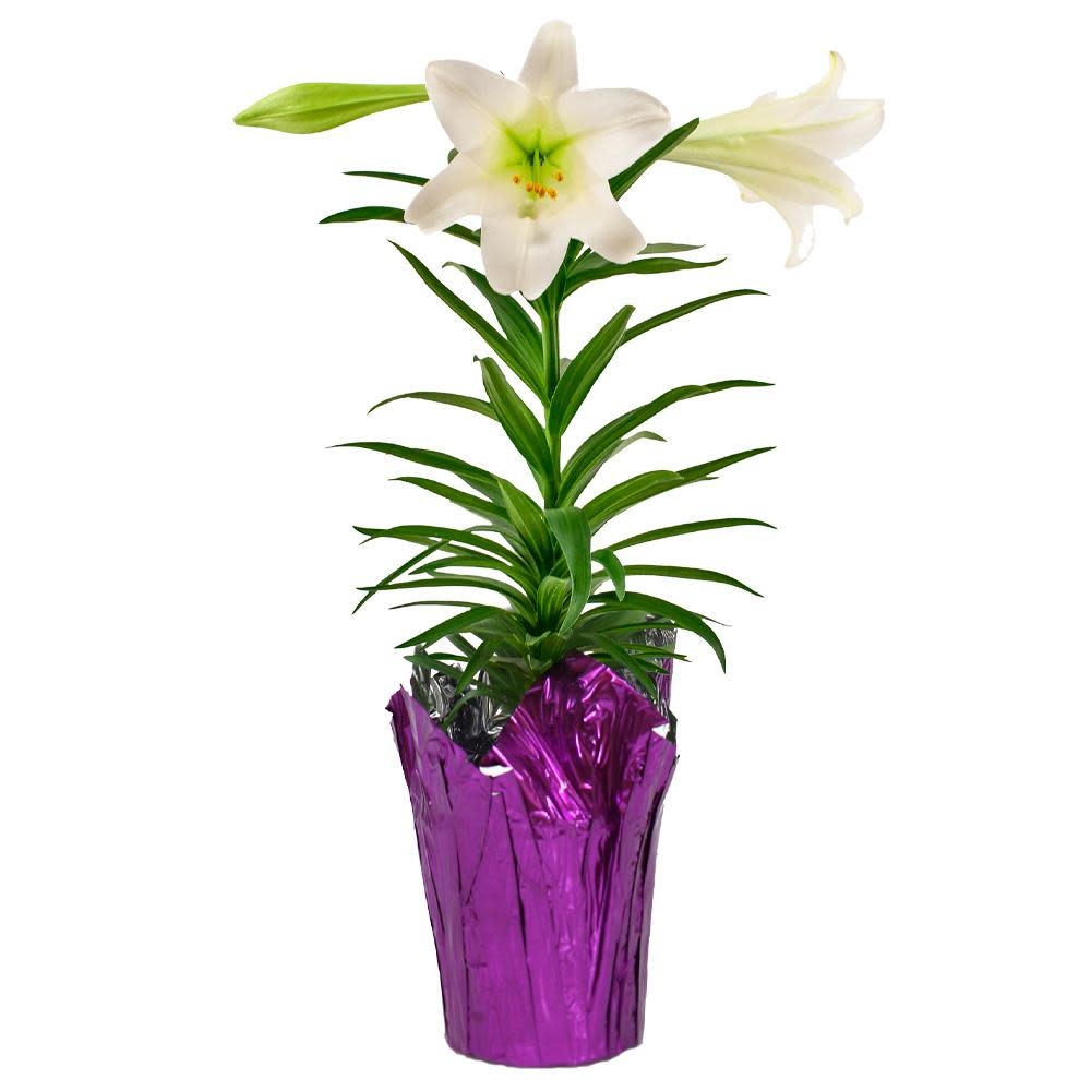 Easter Lily 6.5" Boulevard Flower Gardens