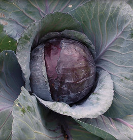 Cabbage Ruby Perfection 4 Pack
