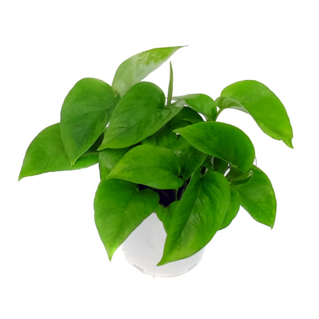 Pothos Jade 6"