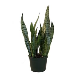 Sansevieria Asst 3.5"