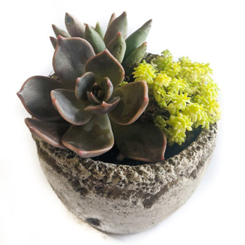 Succulent Dovah Pot Cement 3.5"