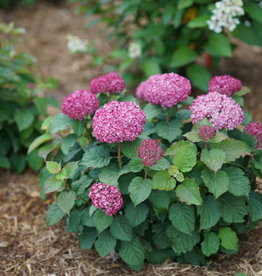 Hydrangea Invicibelle Mini Mauvette 3