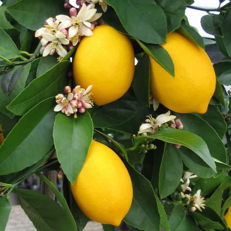 Citrus, Meyer Lemon 1 Gal