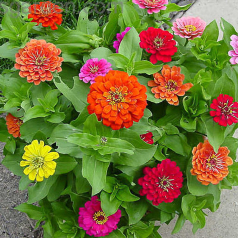 Zinnia Bright Mix 6"