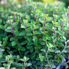 Oregano Italian 4.5"