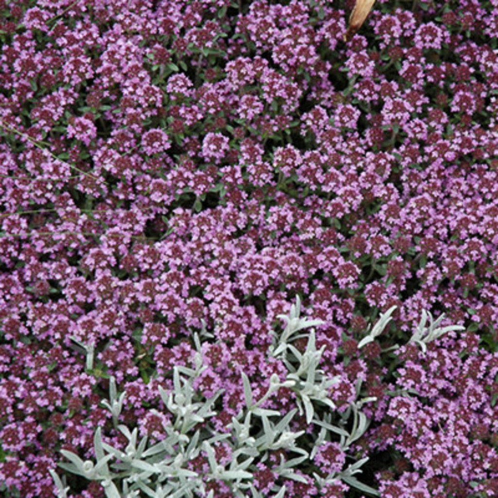 Thyme Pink Creeping 4"