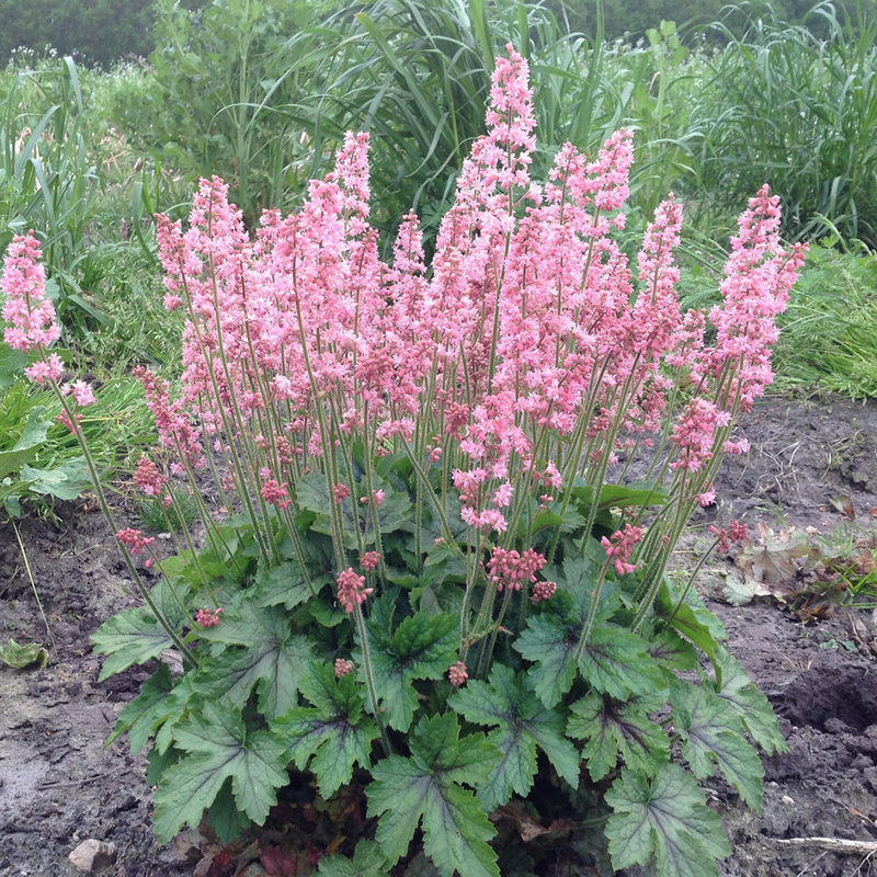 Heucherella Pink Revolution qt