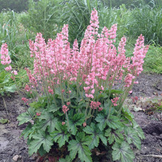 Heucherella Pink Revolution 1