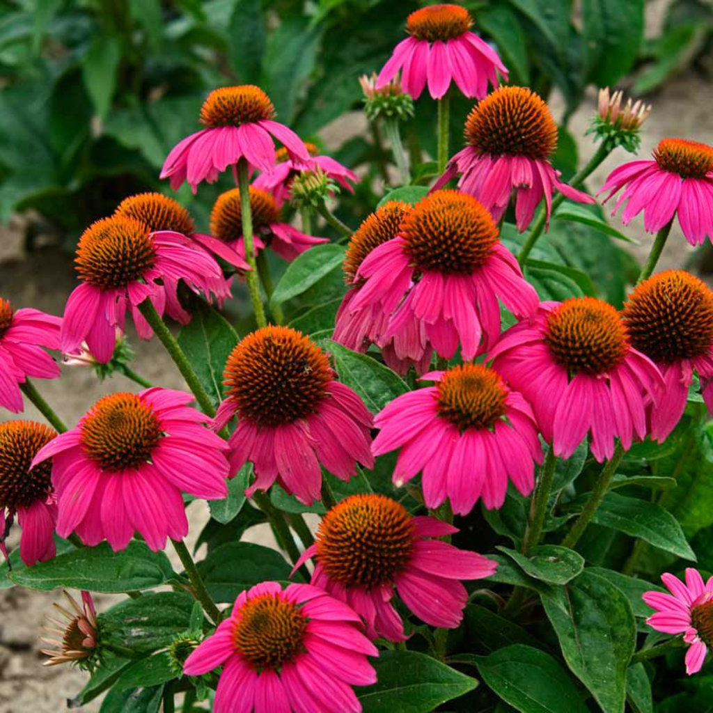 Echinacea Pow Wow Wild Berry 1