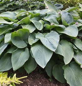 Hosta Empress Wu 2