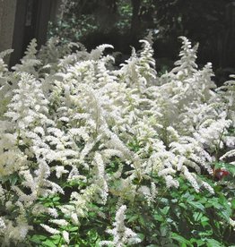 Astilbe Bridal Veil 1