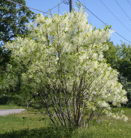 Chionanthus v Spring Fleecing Fringe Tree 3