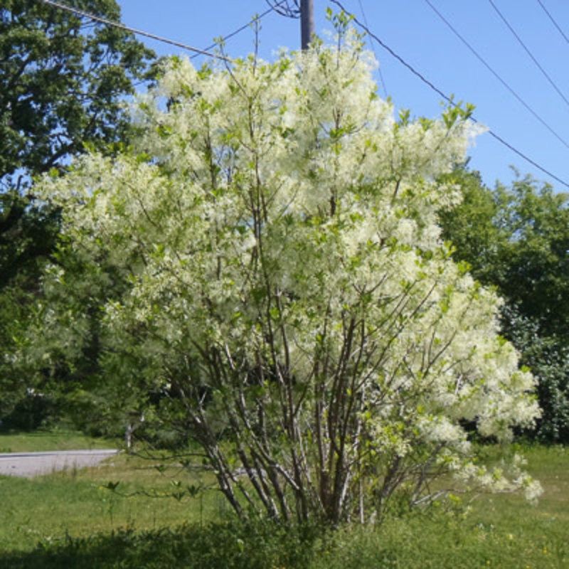 Chionanthus v. Spring Fleecing Fringe Tree 7