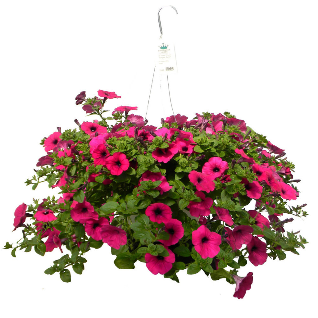 Two Blooming Hanging Baskets