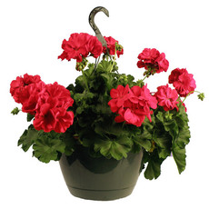 Two Blooming Hanging Baskets