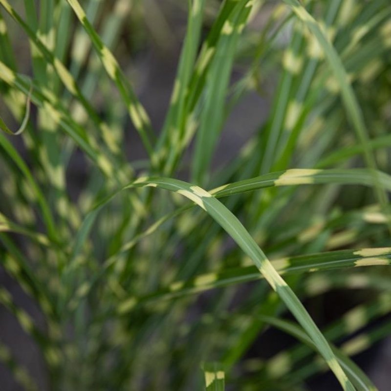 Miscanthus Zebrinus 1