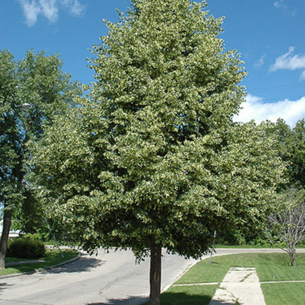 Tilia Cordata Greenspire 7