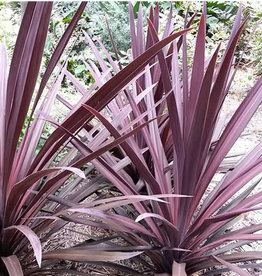 Cordyline Red Sensation 1