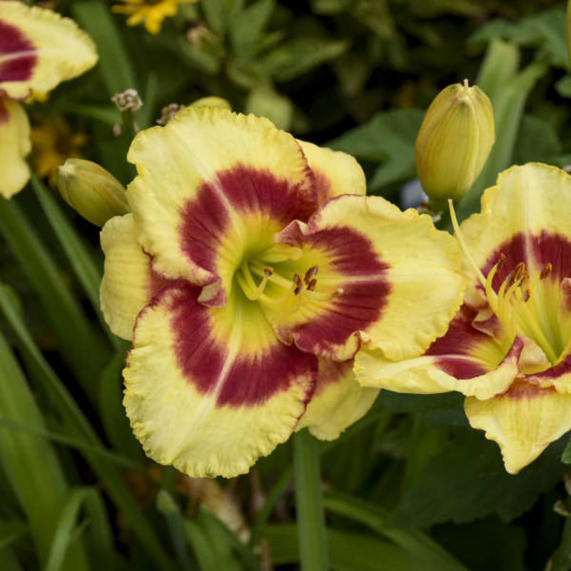 Hemerocallis Monterey Jack Daylily 1