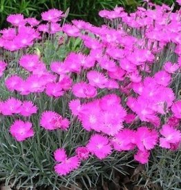 Dianthus Firewitch qt