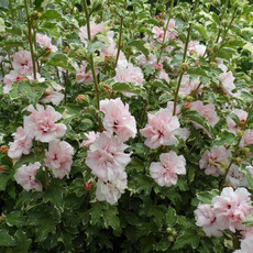Proven Winners Althea Hibiscus Sugar Tip Pink 3
